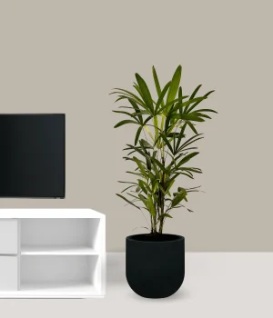 Palmeira Ráfia Grande - 1