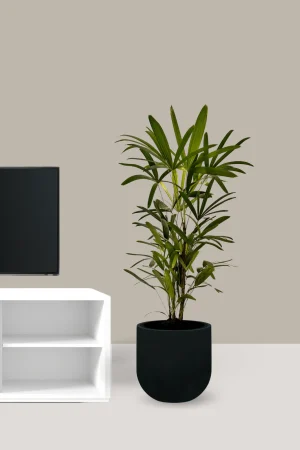 Palmeira Ráfia Grande - 1