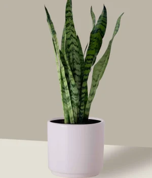 espada de são jorge 1