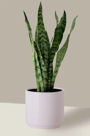 espada de são jorge 1